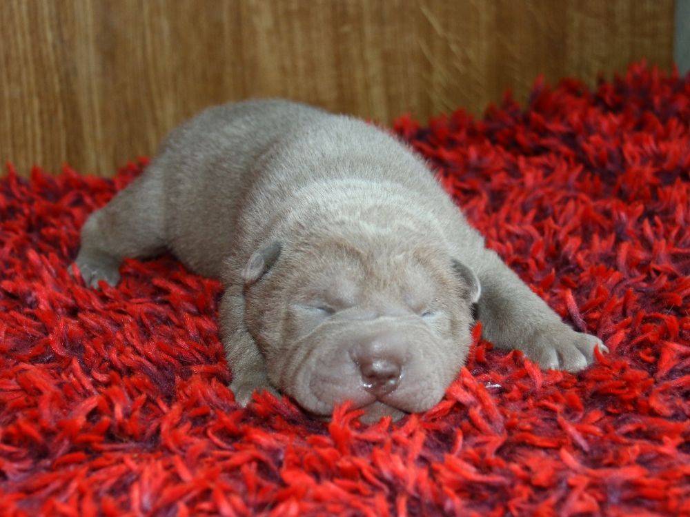 du Bouquet d'Epices - Chiot disponible  - Shar Pei