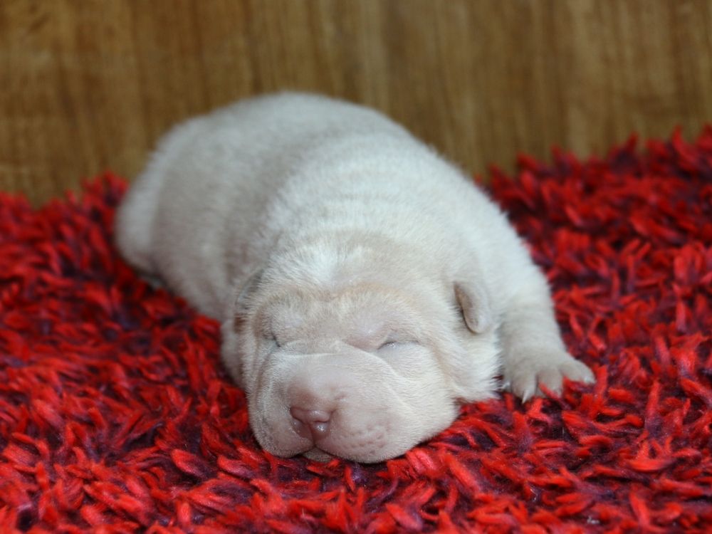 du Bouquet d'Epices - Chiot disponible  - Shar Pei