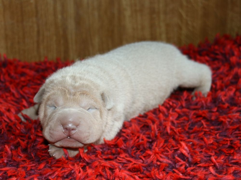 du Bouquet d'Epices - Chiot disponible  - Shar Pei