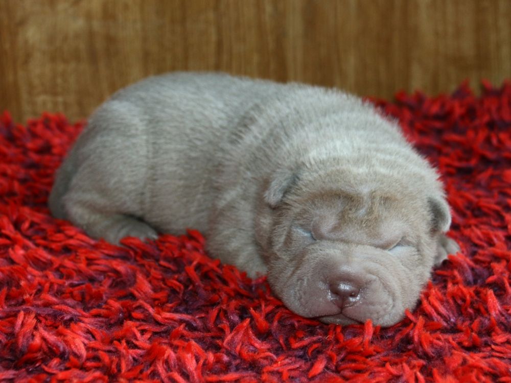 du Bouquet d'Epices - Chiot disponible  - Shar Pei