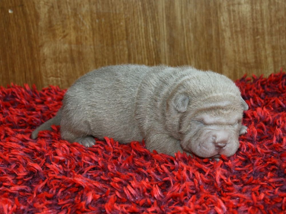 du Bouquet d'Epices - Chiot disponible  - Shar Pei