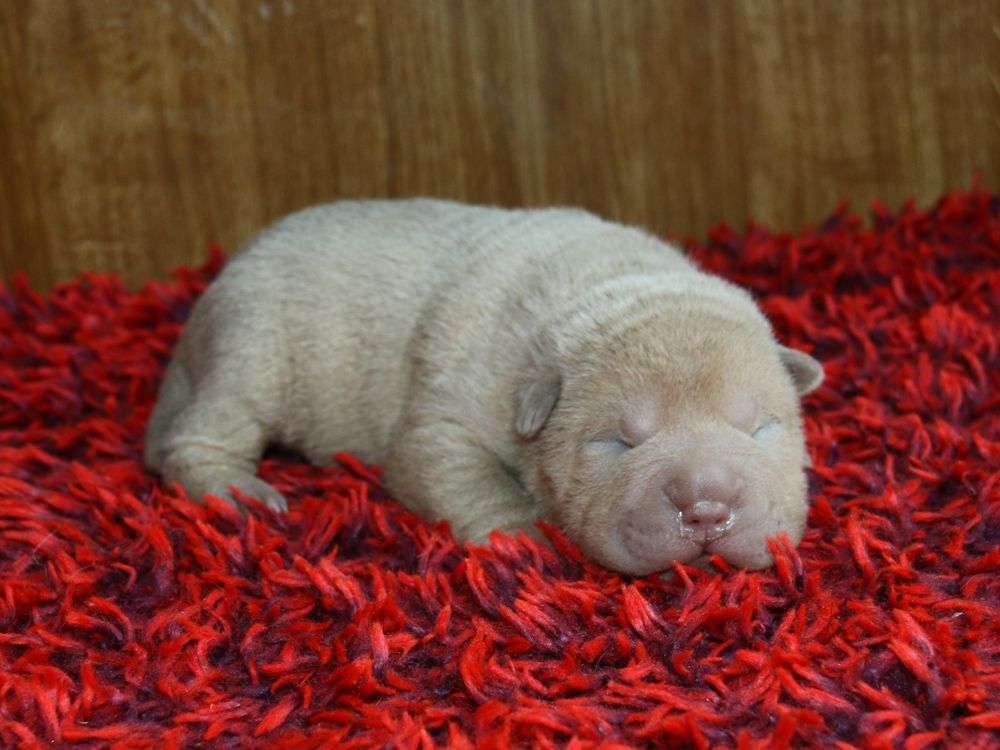 du Bouquet d'Epices - Chiot disponible  - Shar Pei