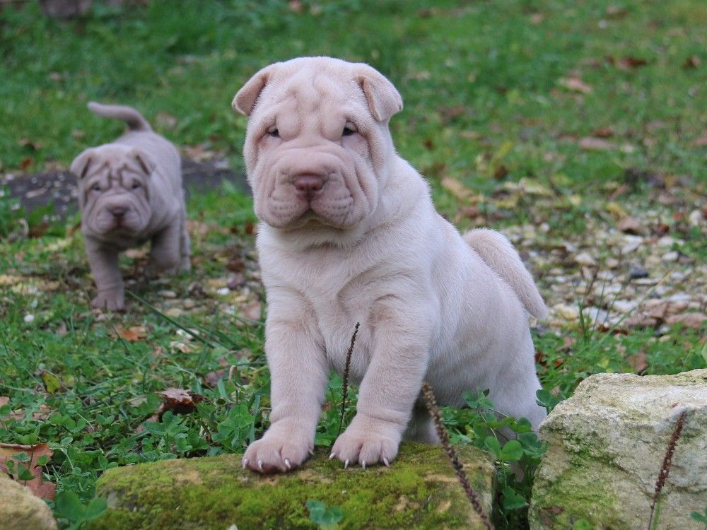 du Bouquet d'Epices - Chiot disponible  - Shar Pei