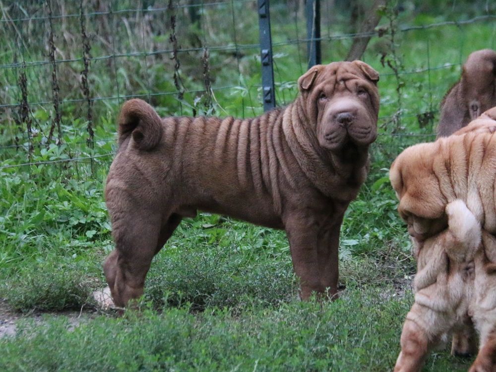 du Bouquet d'Epices - Chiot disponible  - Shar Pei