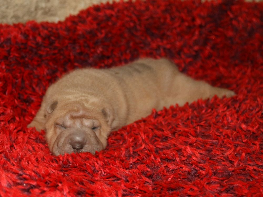 du Bouquet d'Epices - Chiot disponible  - Shar Pei