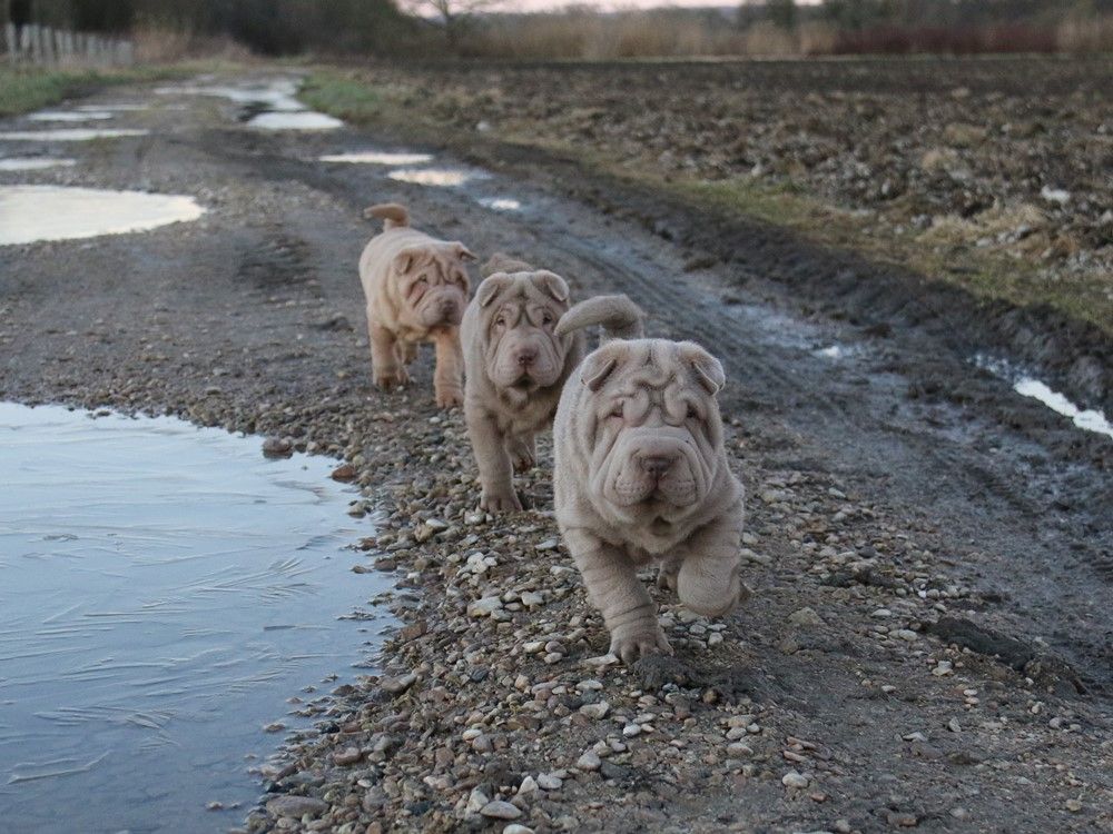 chiot Shar Pei du Bouquet d'Epices