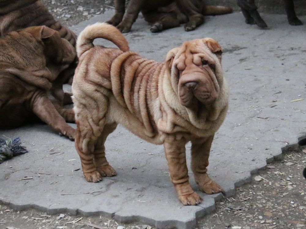 du Bouquet d'Epices - Chiot disponible  - Shar Pei