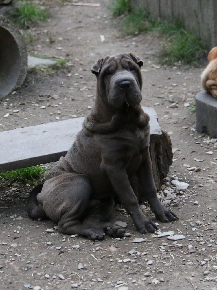 du Bouquet d'Epices - Chiot disponible  - Shar Pei