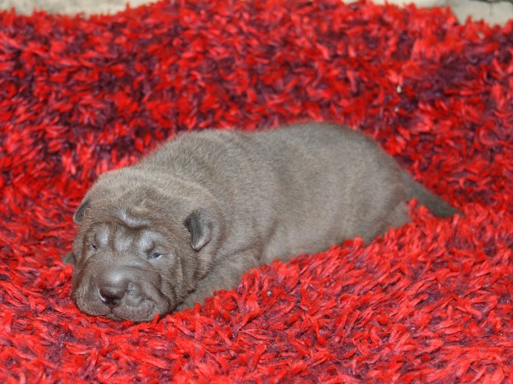 du Bouquet d'Epices - Chiot disponible  - Shar Pei