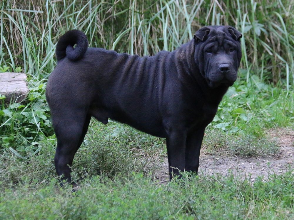 du Bouquet d'Epices - Chiot disponible  - Shar Pei