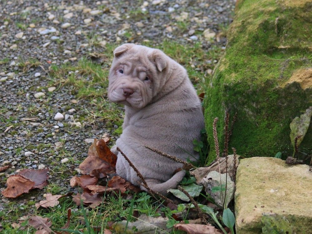 du Bouquet d'Epices - Chiot disponible  - Shar Pei