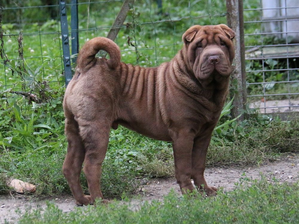 du Bouquet d'Epices - Chiot disponible  - Shar Pei