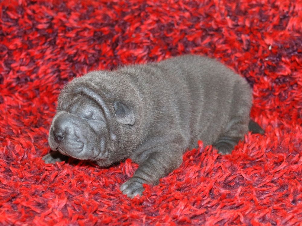 du Bouquet d'Epices - Chiot disponible  - Shar Pei