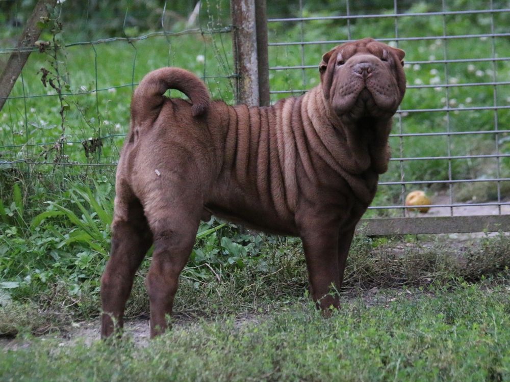 du Bouquet d'Epices - Chiot disponible  - Shar Pei