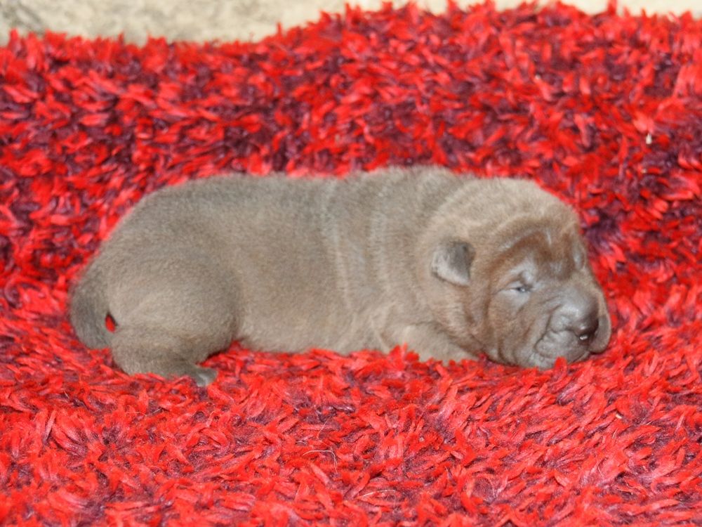 du Bouquet d'Epices - Chiot disponible  - Shar Pei