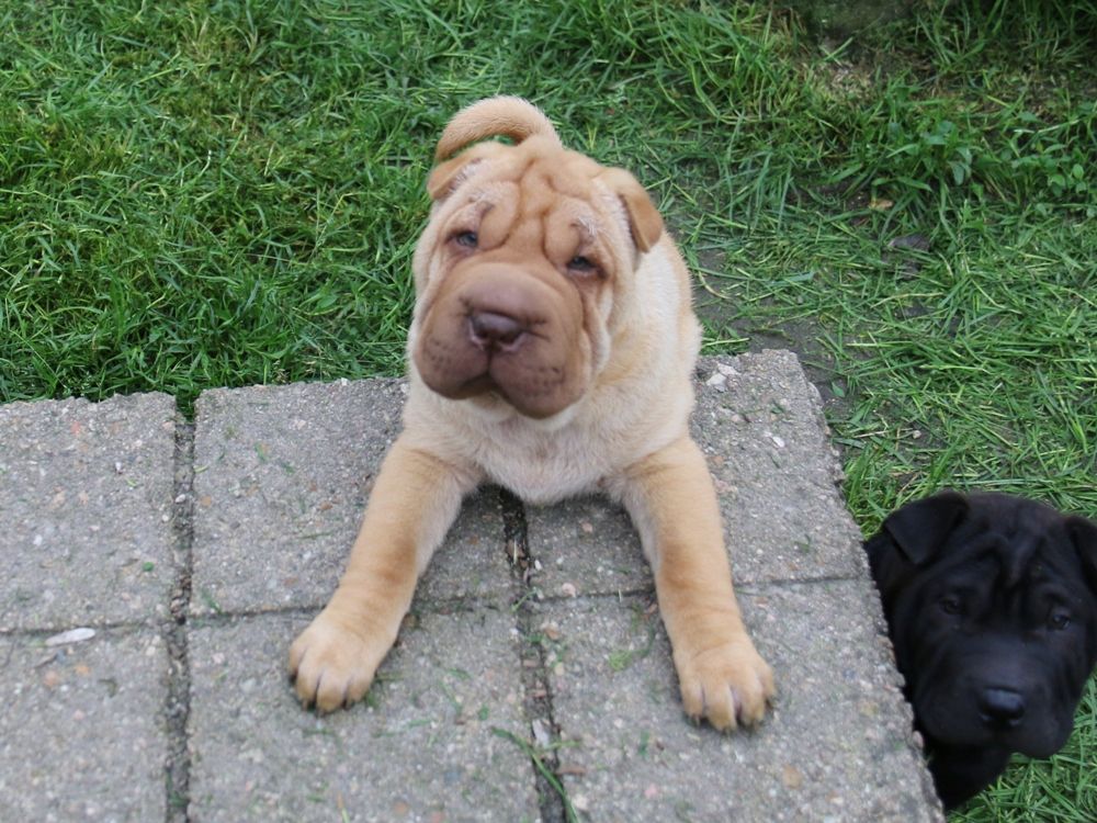 chiot Shar Pei du Bouquet d'Epices