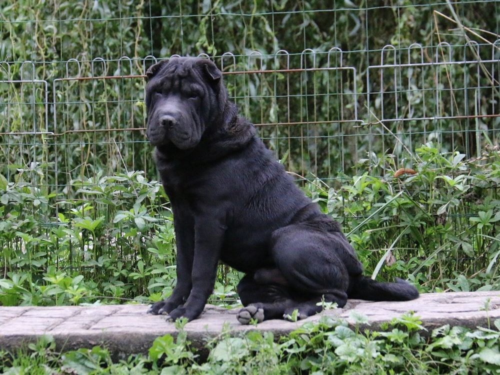 du Bouquet d'Epices - Chiot disponible  - Shar Pei