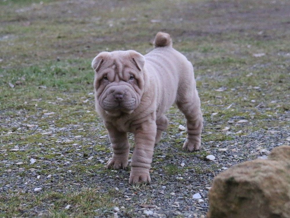 du Bouquet d'Epices - Chiot disponible  - Shar Pei