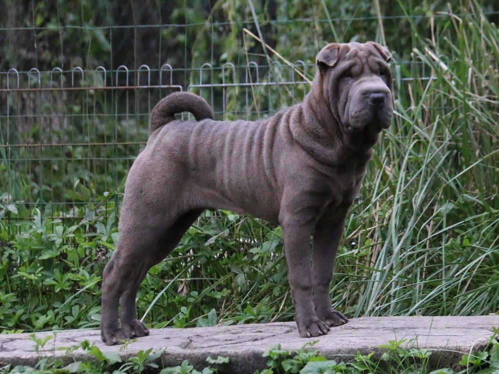 chiot Shar Pei du Bouquet d'Epices