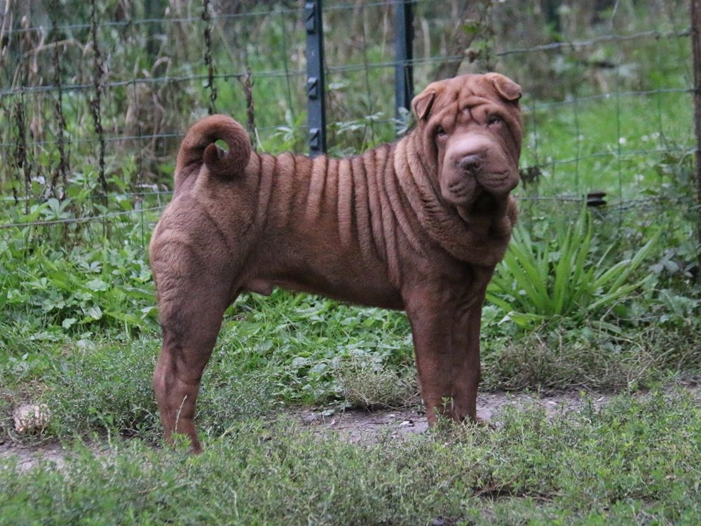 chiot Shar Pei du Bouquet d'Epices