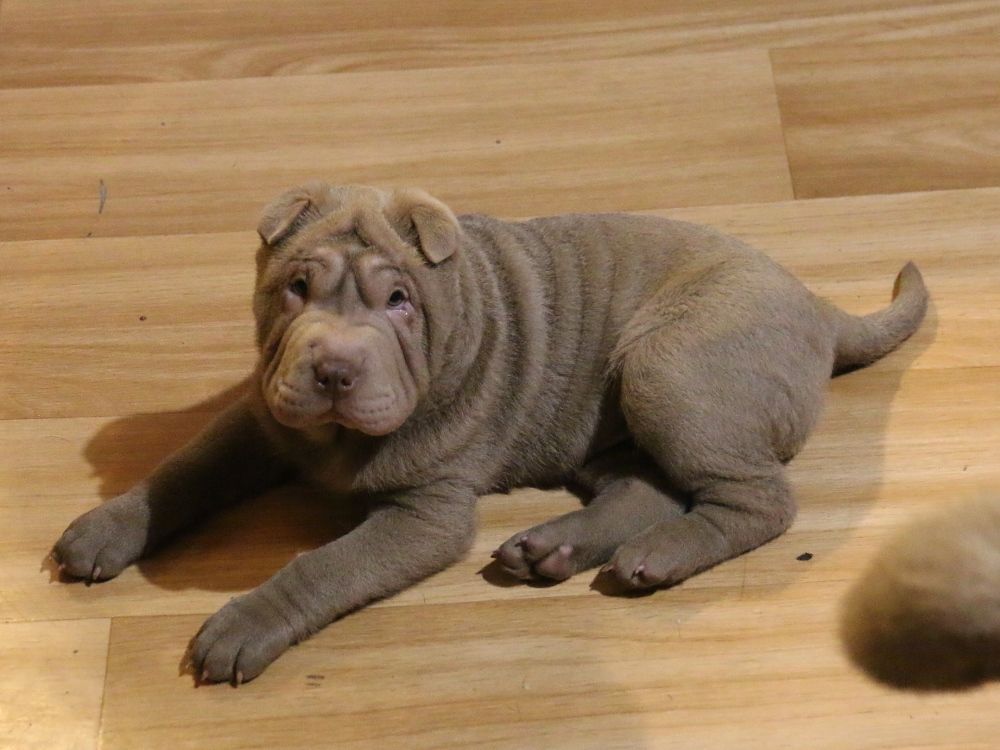 du Bouquet d'Epices - Chiot disponible  - Shar Pei