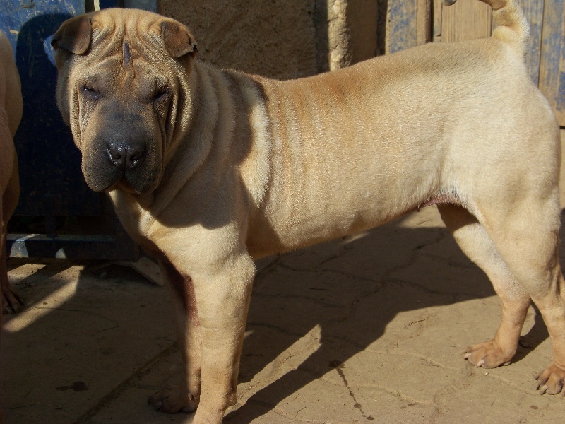 Estémones dite paprika du Bouquet d'Epices