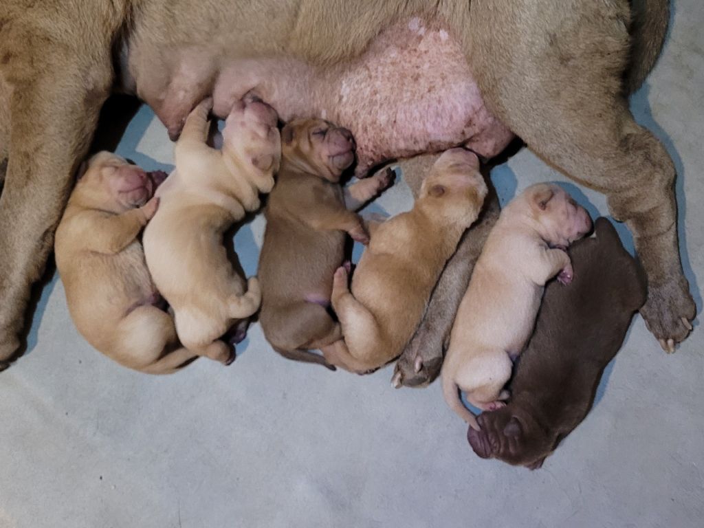 Les bébés de Holen et Whisky