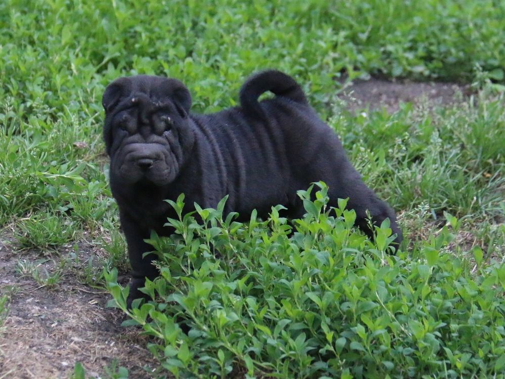 du Bouquet d'Epices - Chiots disponibles - Shar Pei