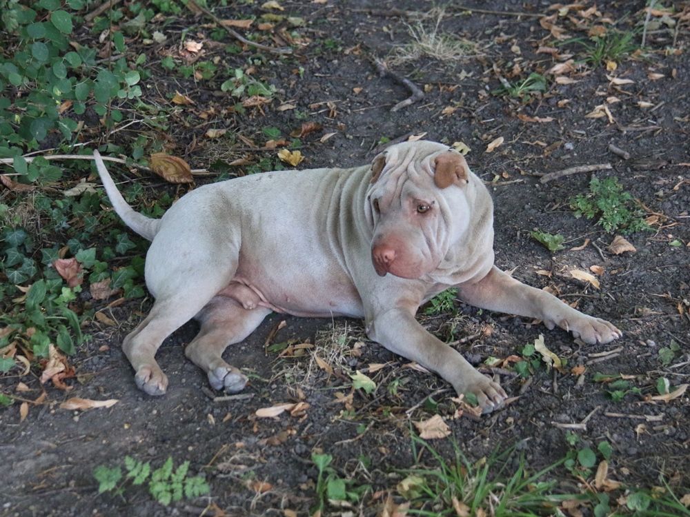 Chiot Shar Pei du Bouquet d'Epices