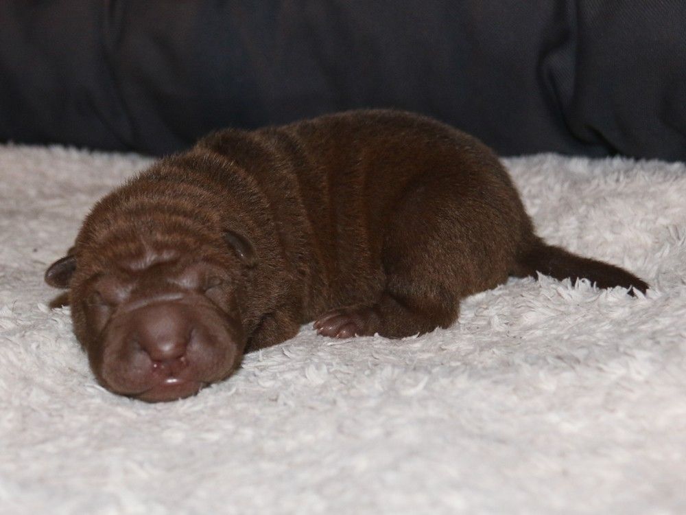 du Bouquet d'Epices - Chiots disponibles - Shar Pei