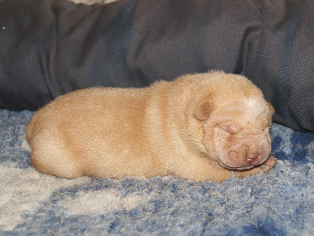 du Bouquet d'Epices - Chiots disponibles - Shar Pei