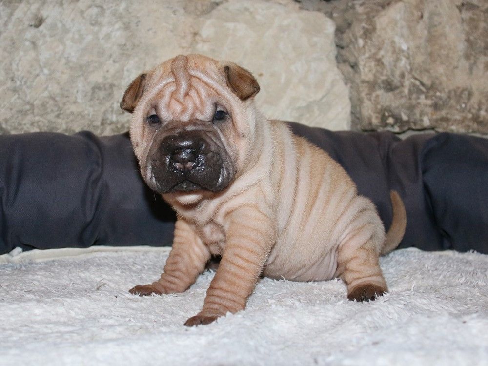 du Bouquet d'Epices - Chiots disponibles - Shar Pei