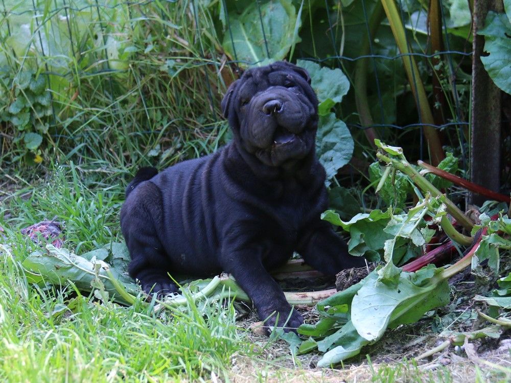 du Bouquet d'Epices - Chiots disponibles - Shar Pei