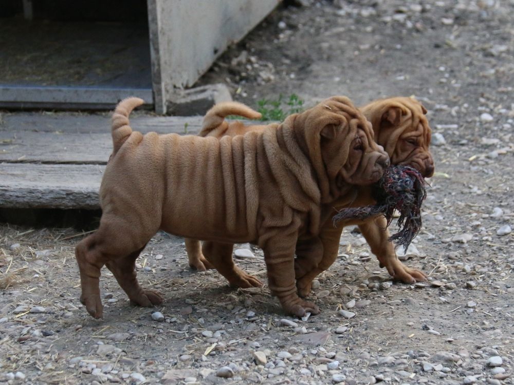 Chiot Shar Pei du Bouquet d'Epices