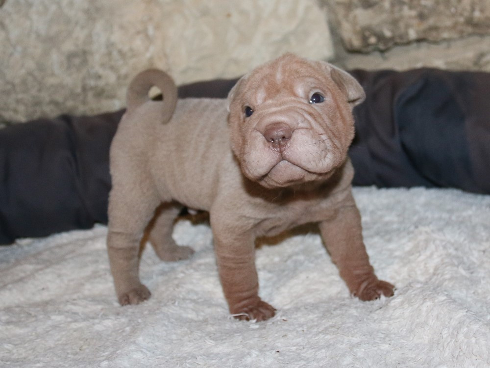 du Bouquet d'Epices - Chiots disponibles - Shar Pei