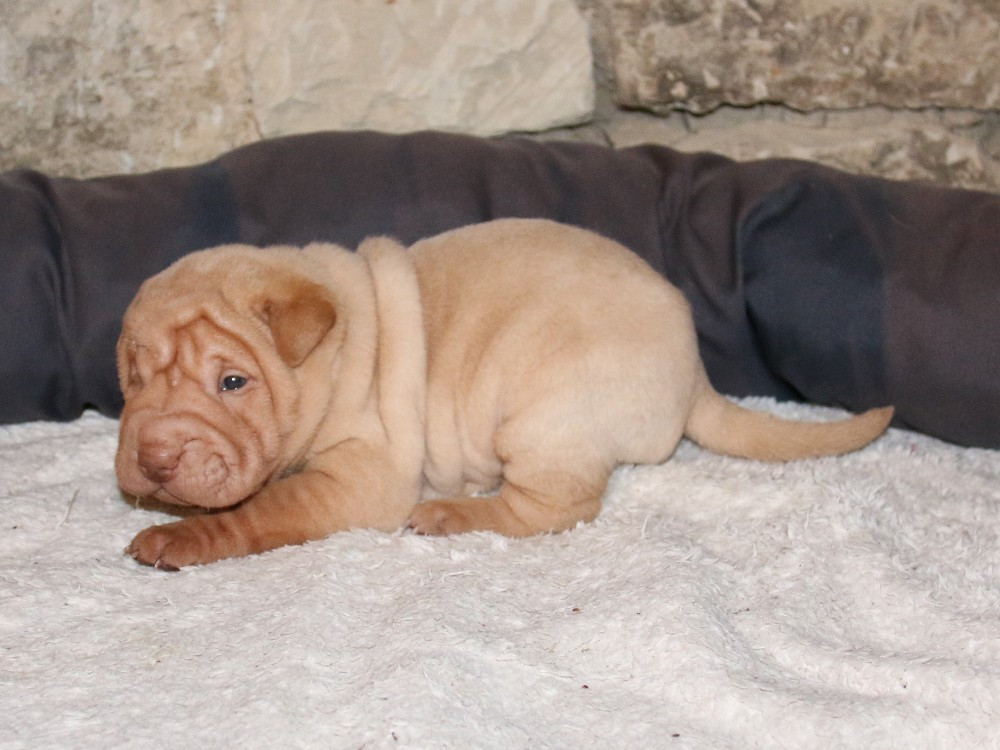 du Bouquet d'Epices - Chiots disponibles - Shar Pei