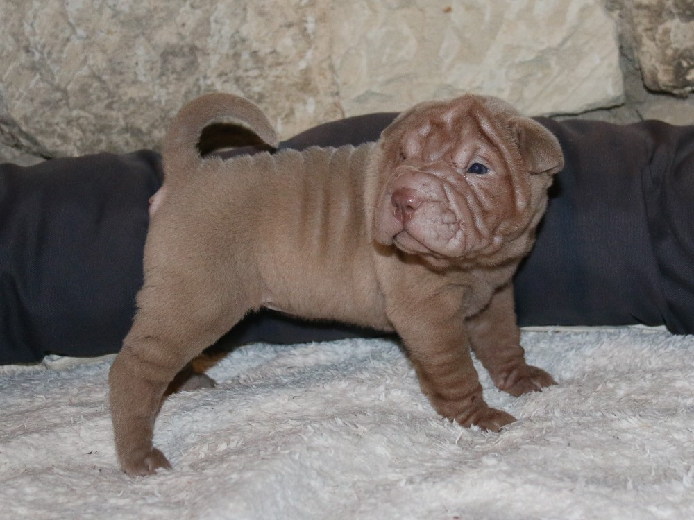 Chiot Shar Pei du Bouquet d'Epices