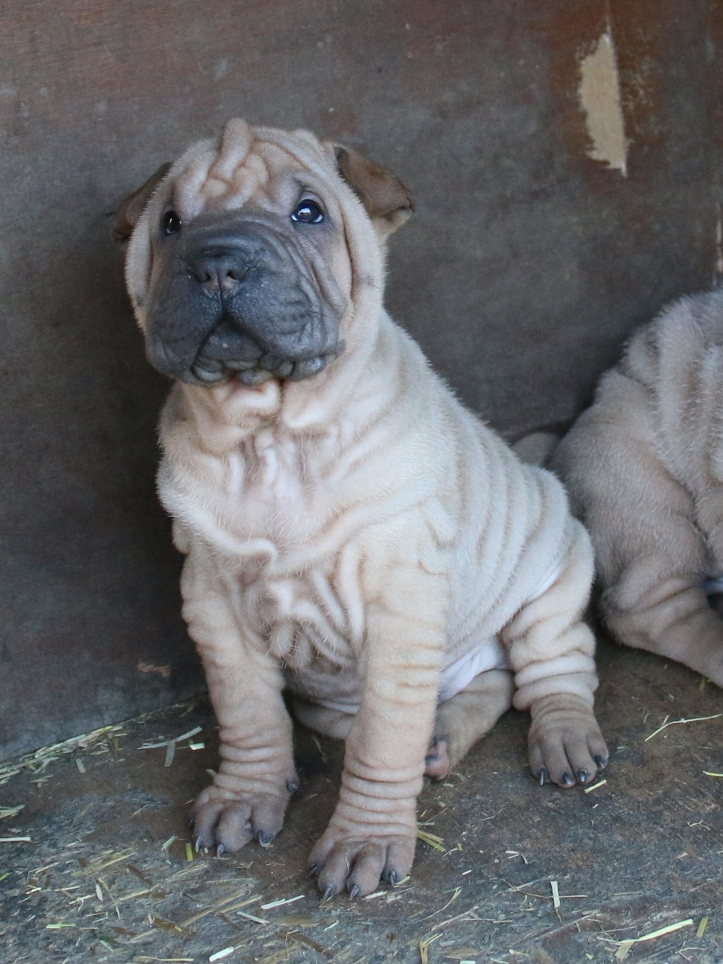 du Bouquet d'Epices - Chiots disponibles - Shar Pei