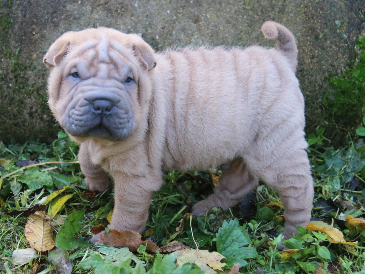du Bouquet d'Epices - Chiots disponibles - Shar Pei