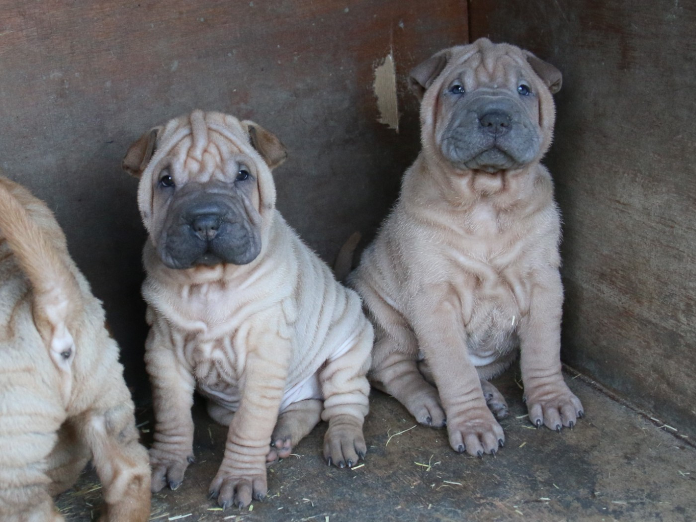du Bouquet d'Epices - Shar Pei - Portée née le 16/09/2025