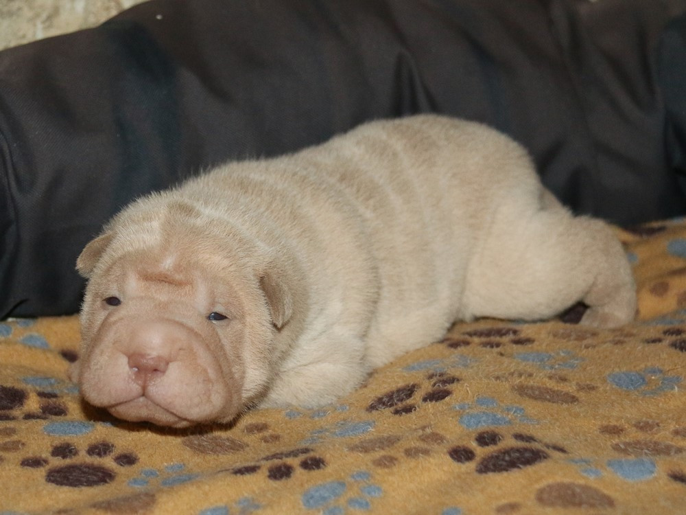 du Bouquet d'Epices - Chiots disponibles - Shar Pei