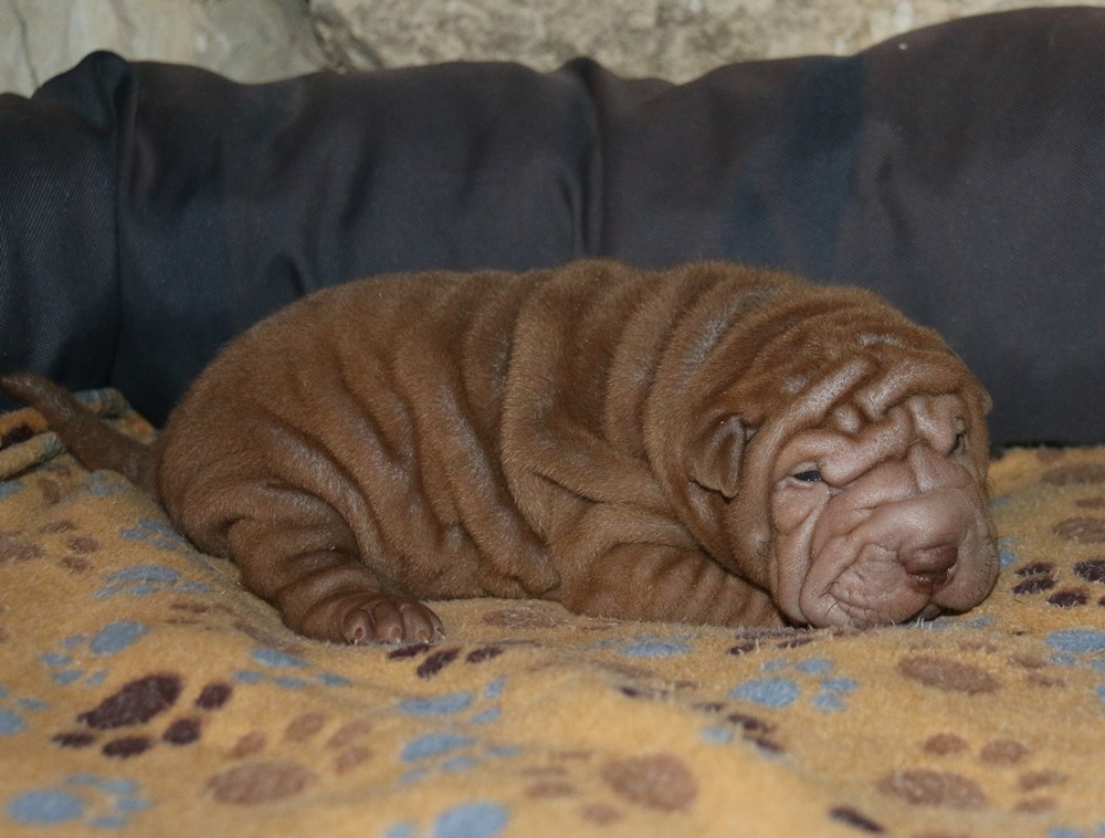 du Bouquet d'Epices - Chiots disponibles - Shar Pei