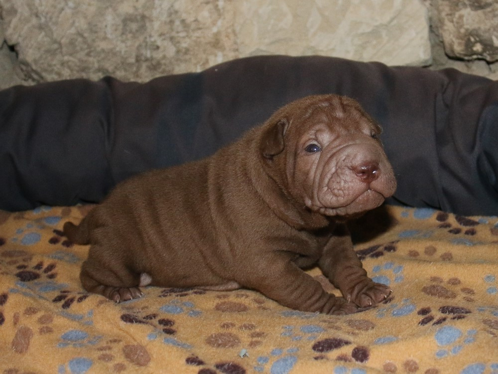 du Bouquet d'Epices - Chiots disponibles - Shar Pei