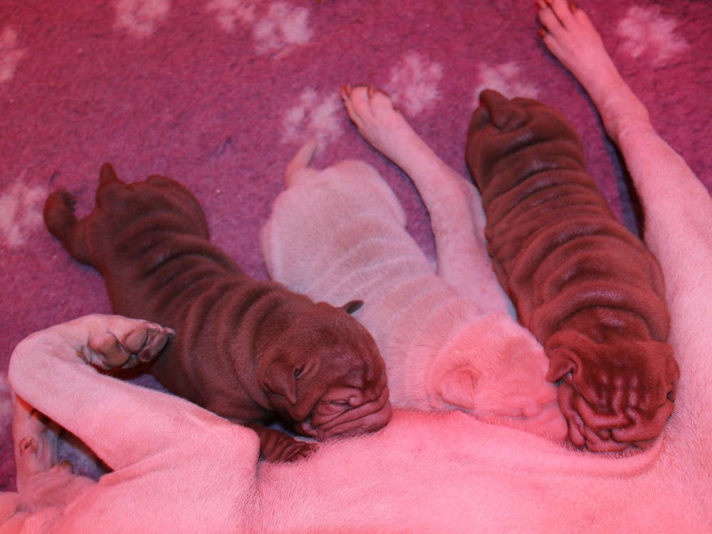 Chiot Shar Pei du Bouquet d'Epices