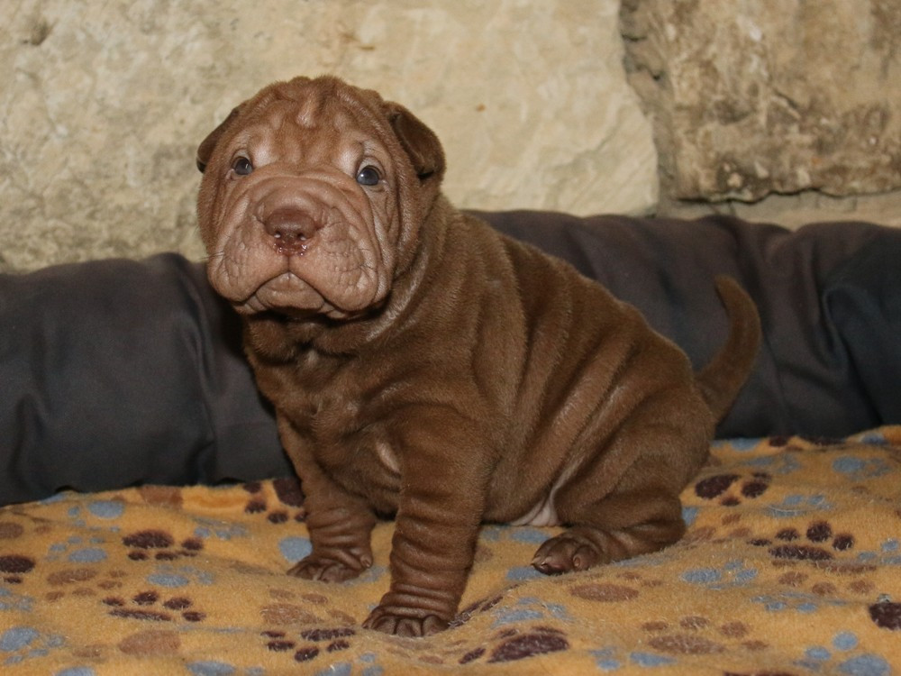 du Bouquet d'Epices - Chiots disponibles - Shar Pei