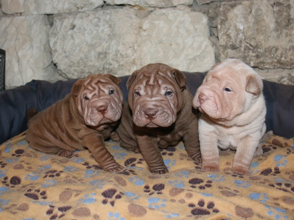 du Bouquet d'Epices - Shar Pei - Portée née le 21/10/2025