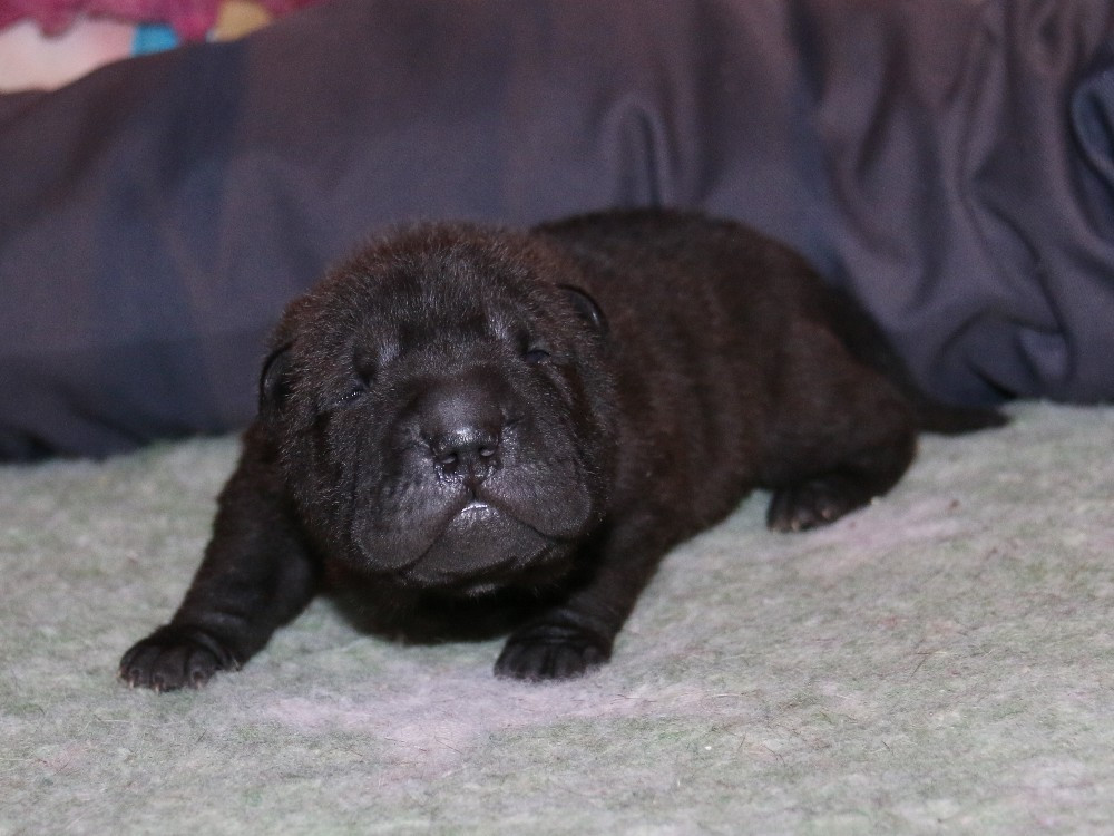du Bouquet d'Epices - Chiots disponibles - Shar Pei