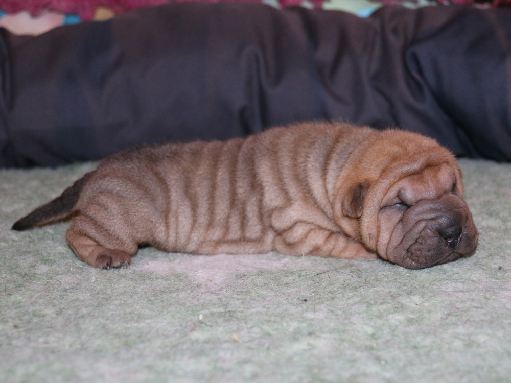 du Bouquet d'Epices - Chiots disponibles - Shar Pei