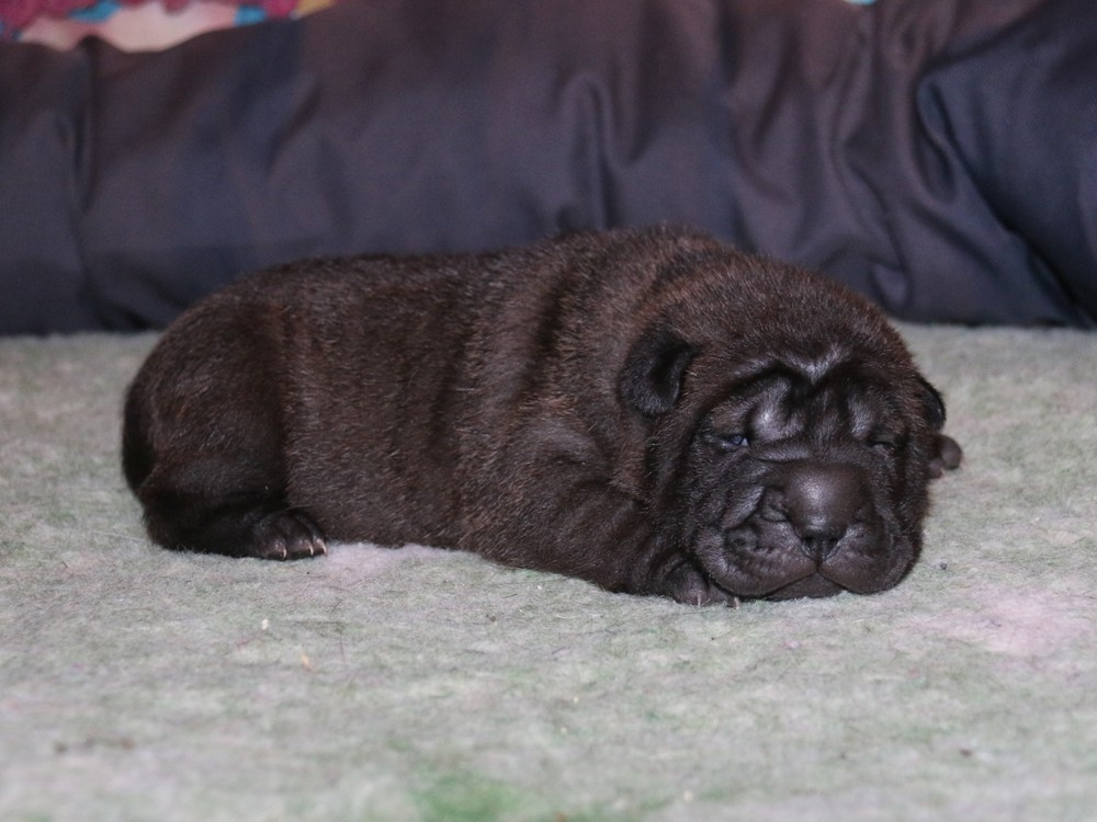 du Bouquet d'Epices - Chiots disponibles - Shar Pei