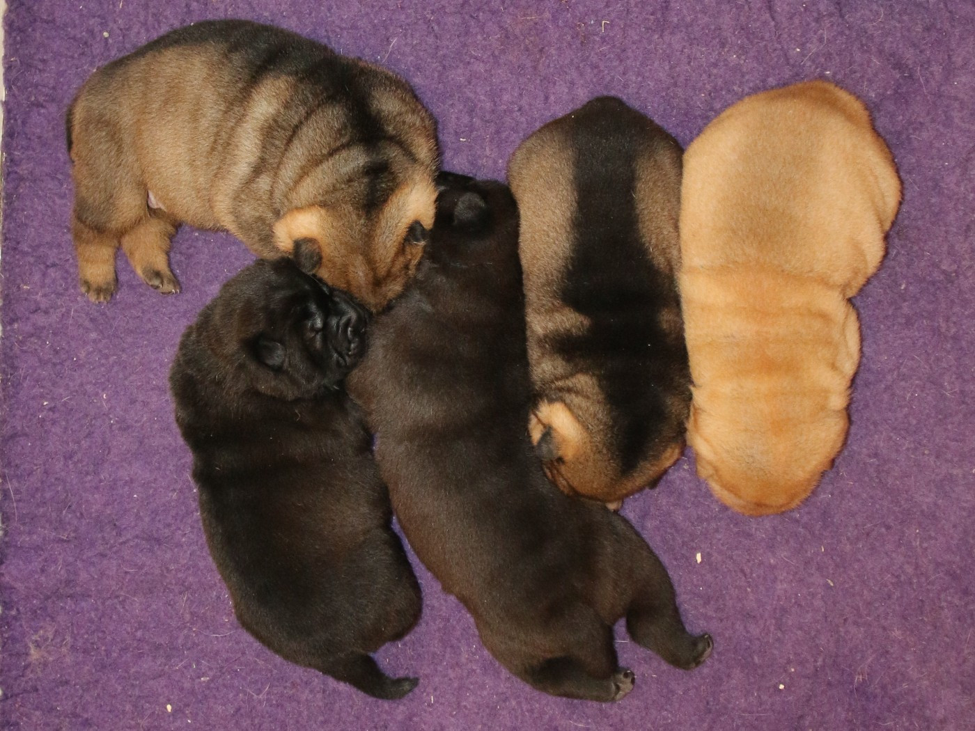 Chiot Shar Pei du Bouquet d'Epices